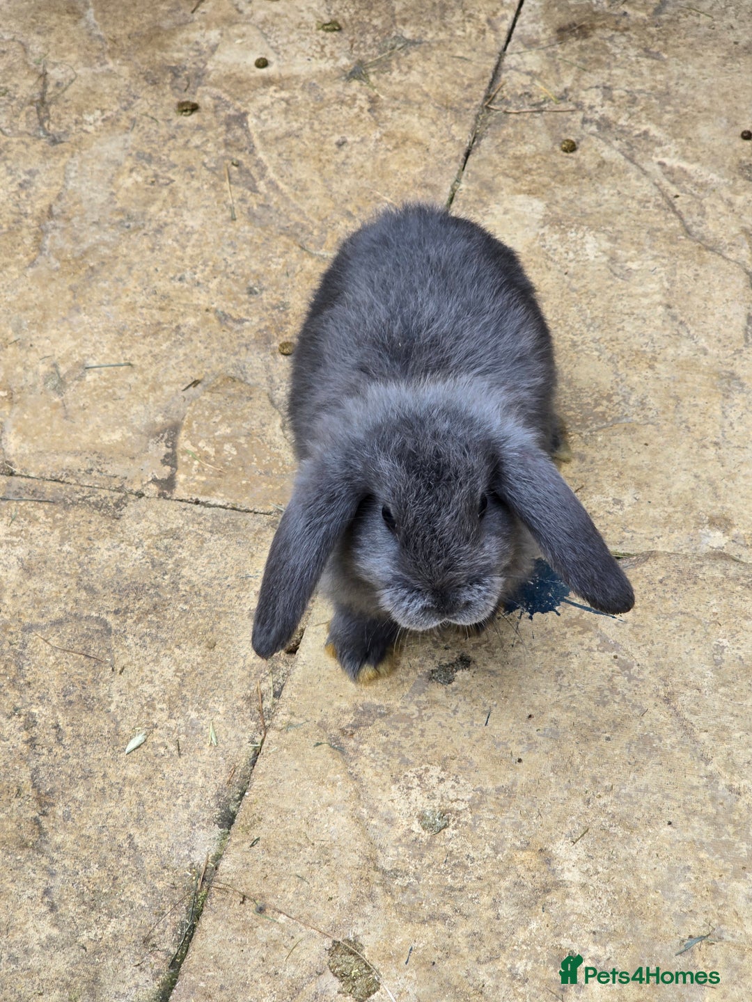 Continental Giant rabbits for sale: Giant french lops - Advert 10