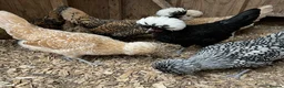 Chickens poultry for sale:  silkie chick's, polish chick's Available  - Advert 13