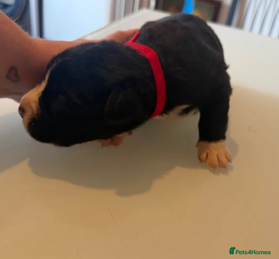 Mixed Breed dogs for sale: Puppies for sale  - Advert 34