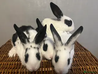 English Spot rabbits Baby English fancy rabbits - Advert 14