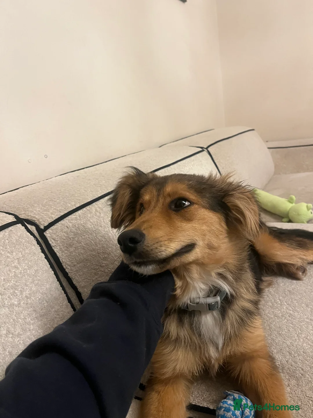 Mixed Breed dogs for sale: Male Puppy Mix Breed  - Advert 6