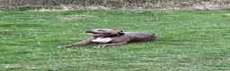 American Bully dogs for sale: 5 year old male American Bully called Rex!  in Waterlooville - Advert 8