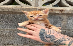 Ragdoll cats for sale: Gorgeous ragdoll cross kittens  - Image 16