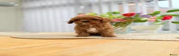 Cavapoo dogs for sale: Ready NOW only TWO boys left! F1bb Toy Cavapoos - Advert 24