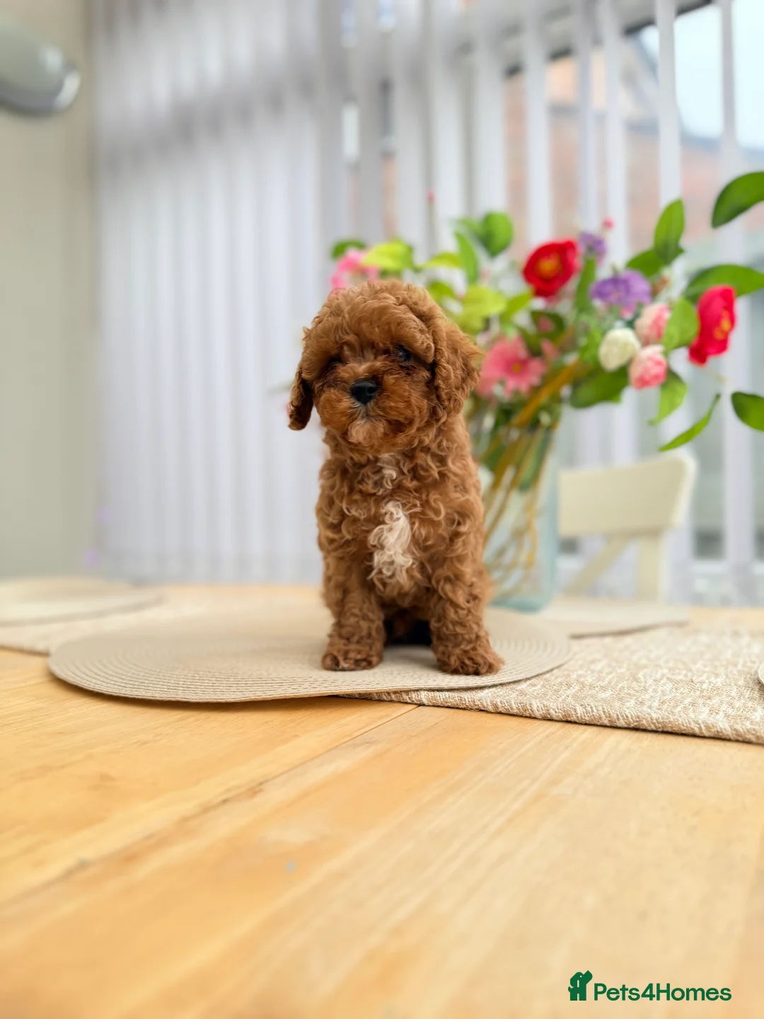 Cavapoo dogs for sale: Ready NOW only TWO boys left! F1bb Toy Cavapoos - Advert 24