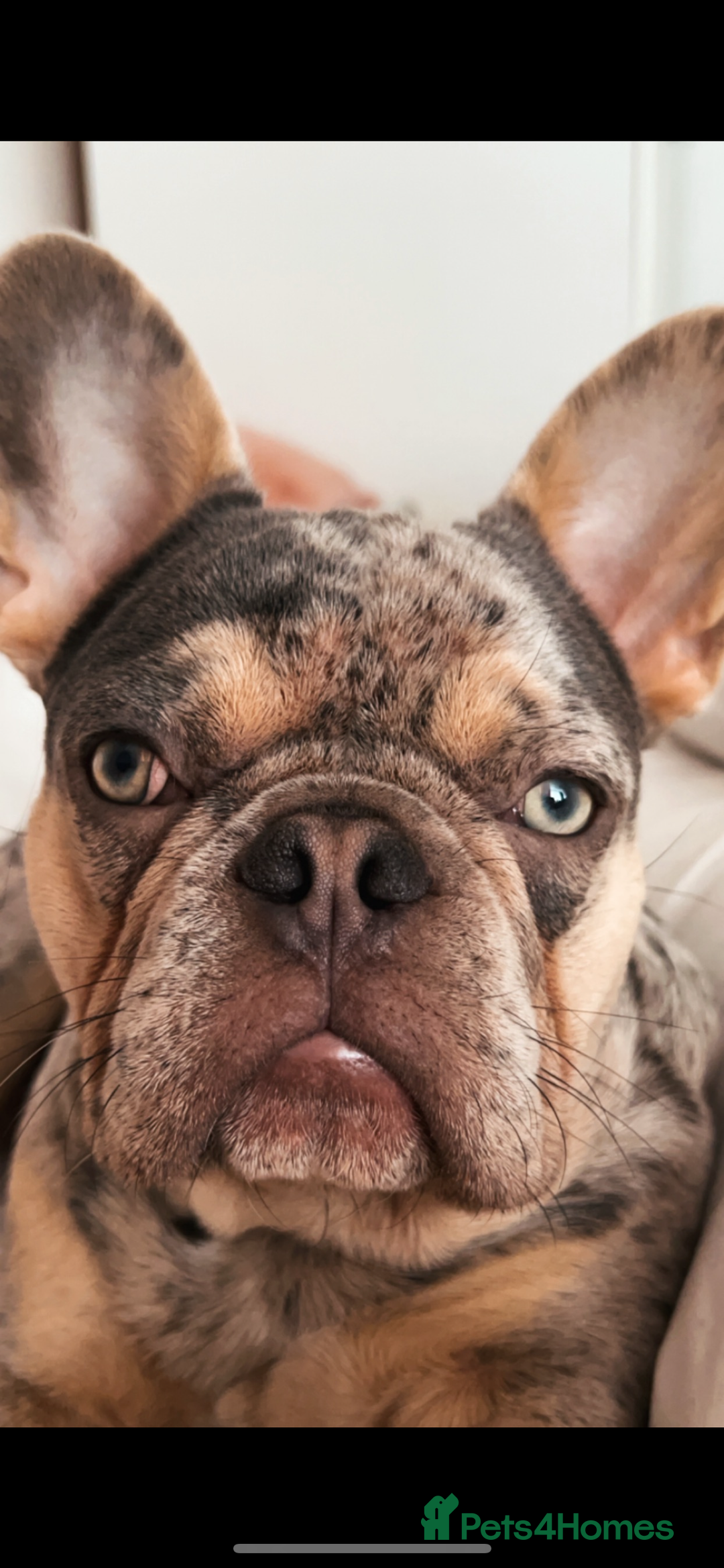 French Bulldog dogs for sale: french bulldog  - Image 6