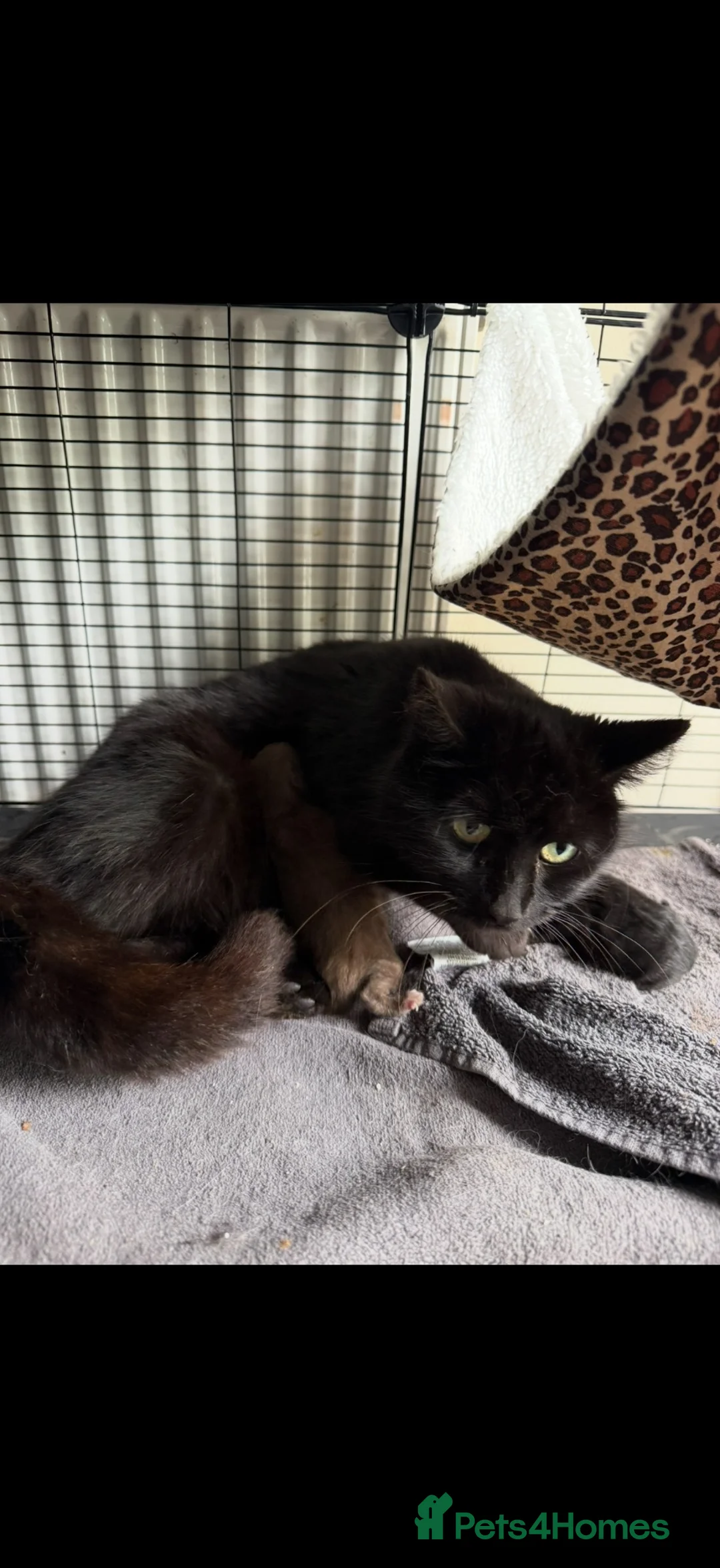 British Shorthair cats for sale: Chocolate British short hair kittens - Advert 5