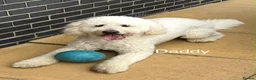Goldendoodle dogs for sale: 🐾 Goldendoodle Puppies ready for forever homes 🐾 - Advert 25