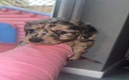 Cockapoo dogs for sale: 5 beautiful cockapoos! ONLY 2 LEFT  - Image 11
