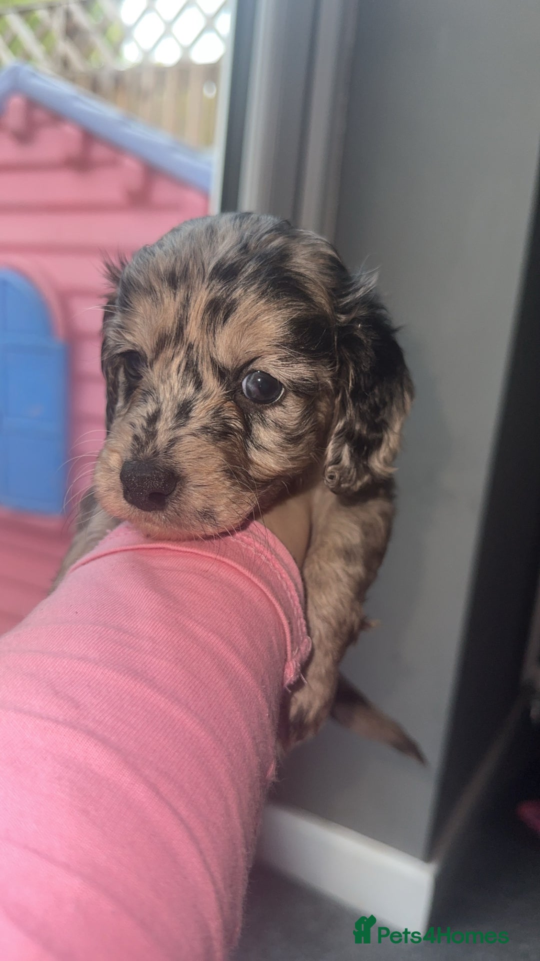 Cockapoo dogs for sale: 5 beautiful cockapoos! ONLY 2 LEFT  - Image 11