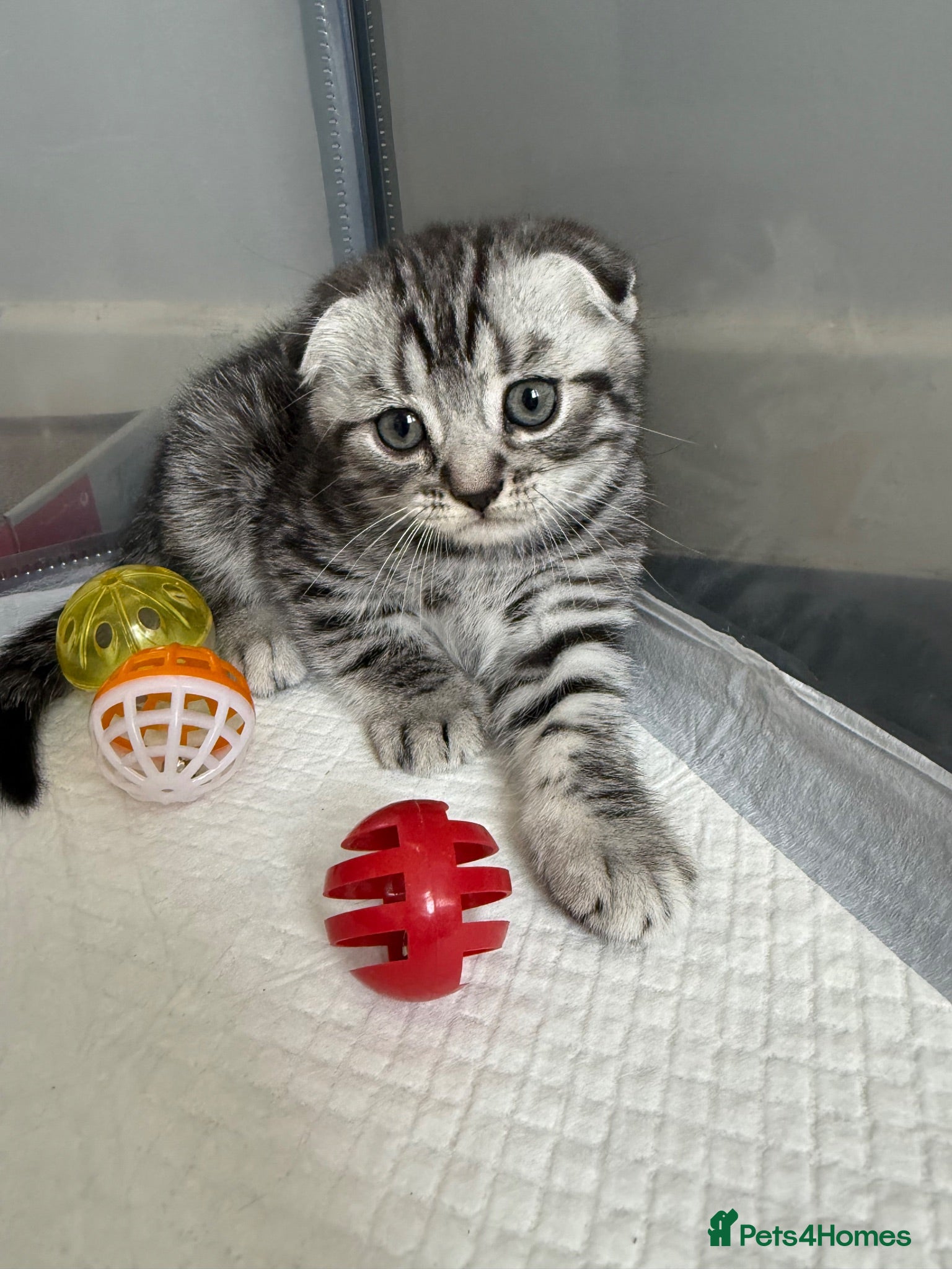British Shorthair cats Pure breed Scottish Fold &Straight grey tabby  - Advert 1