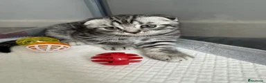 British Shorthair 4