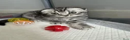 British Shorthair cats for sale: Pure breed Scottish Fold &Straight grey tabby  in Chatham - Advert 20