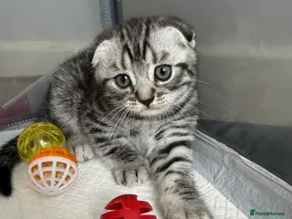 British Shorthair cats Pure breed Scottish Fold &Straight grey tabby - Advert 1