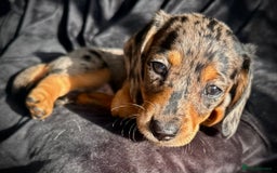 Miniature Dachshund dogs for sale: Miniature dachshund puppies  - Advert 20