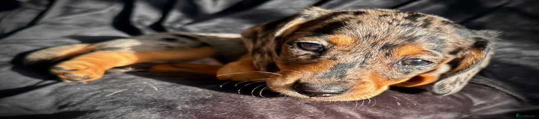 Miniature Dachshund Puppy 1