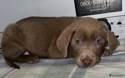 Labrador Retriever dogs for sale: KC SILVER & CHARCOAL Labrador Puppys  - Image 14