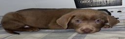 Labrador Retriever dogs for sale: Labrador Puppys  - Advert 15
