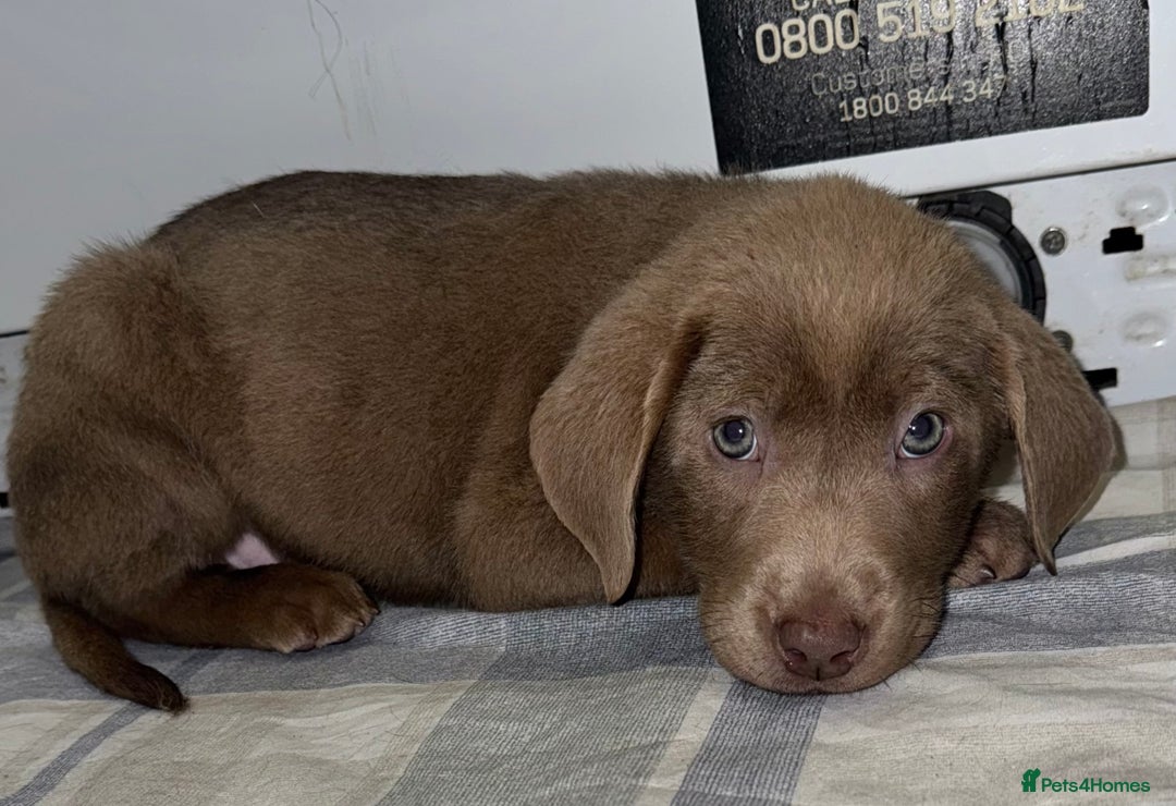 Labrador Retriever dogs for sale: KC SILVER & CHARCOAL Labrador Puppys  - Image 14