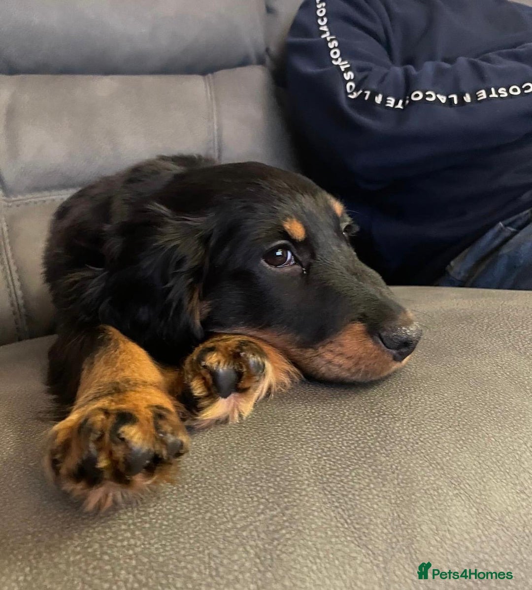 Cocker Spaniel dogs for sale: 7 month old cocker spaniel  - Image 5