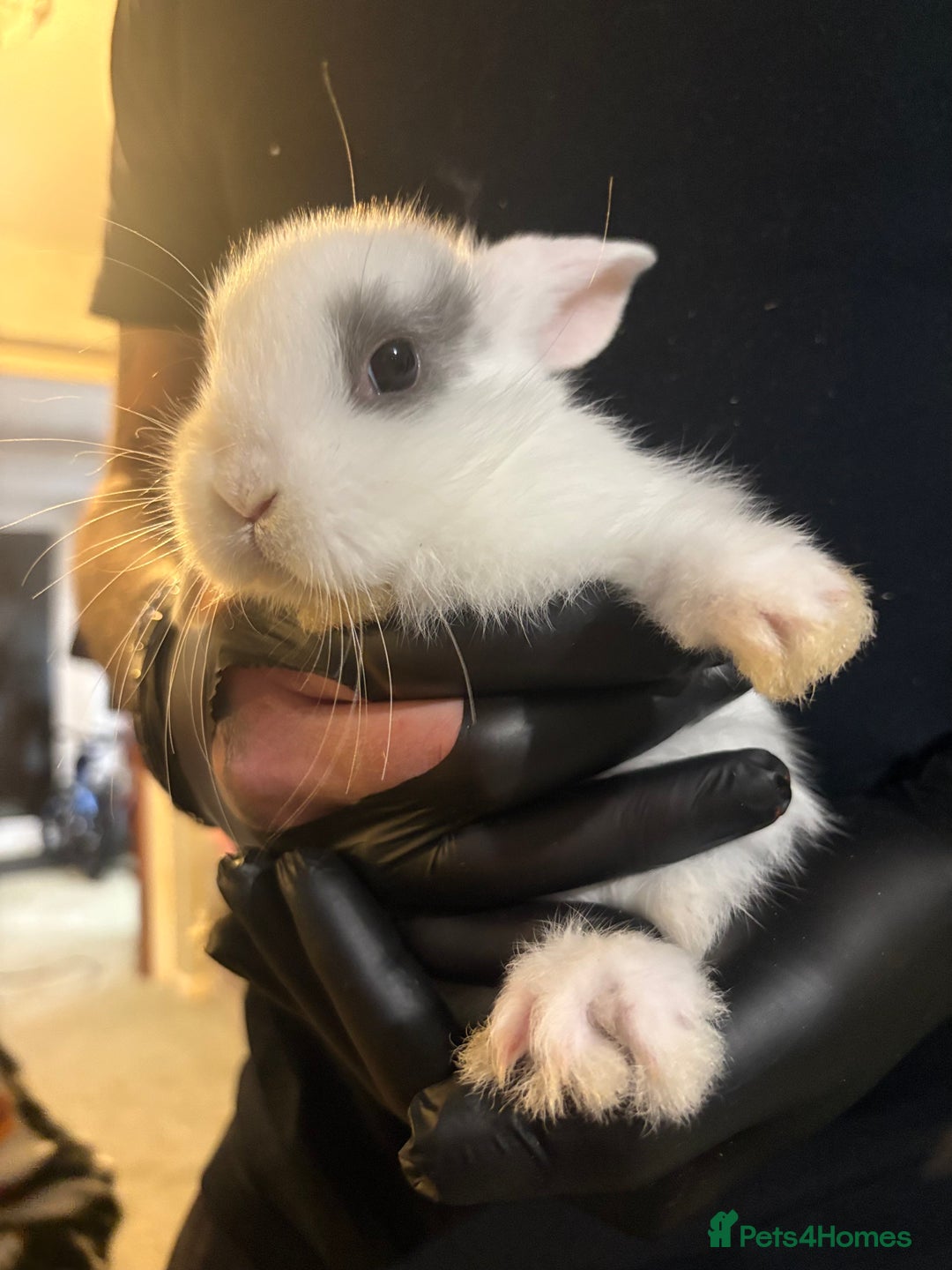 Mini Lop rabbits for sale: 🐰 Adorable full breed Lop Bunnies - Advert 8