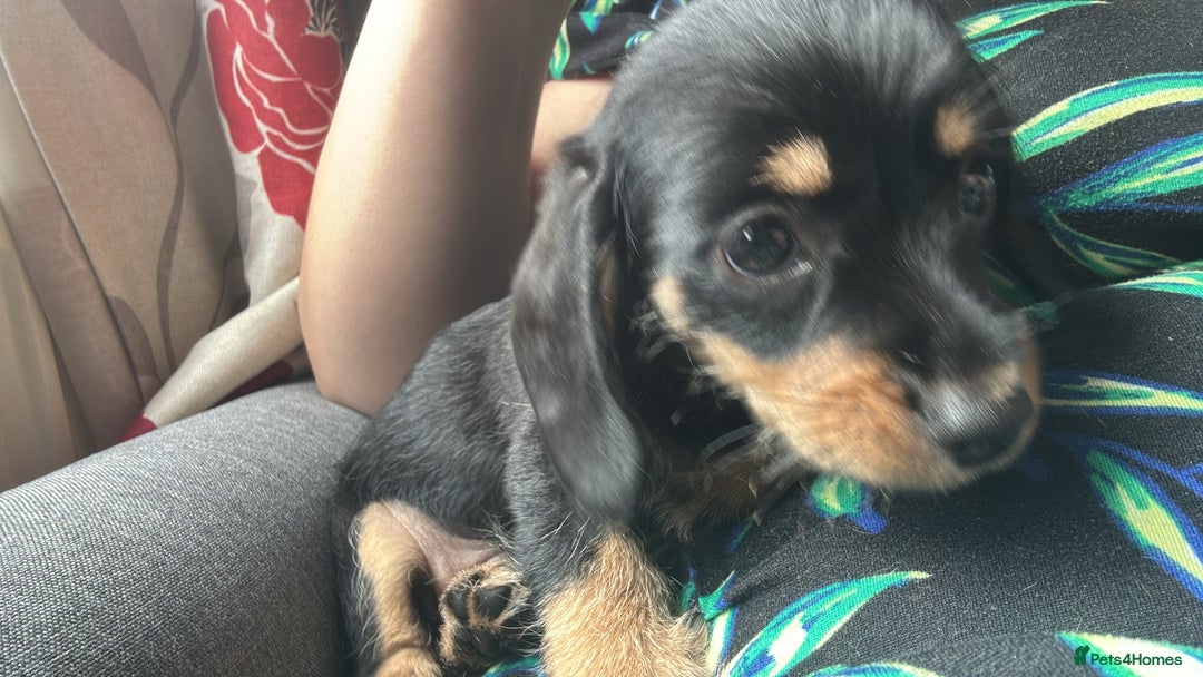 Mixed Breed dogs for sale: Beautiful little boy - Image 2