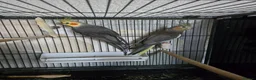 Cockatiels birds for sale: Beautiful proven grey cockatiel pair (2024 rings) - Advert 4