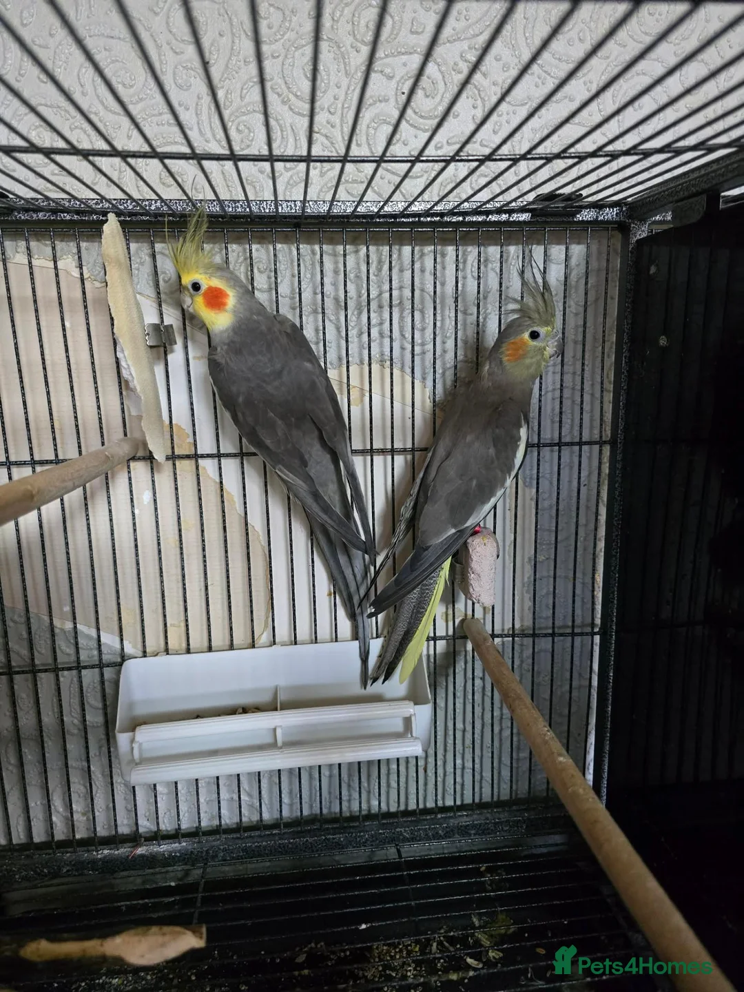 Cockatiels birds for sale: Beautiful proven grey cockatiel pair (2024 rings) - Advert 4