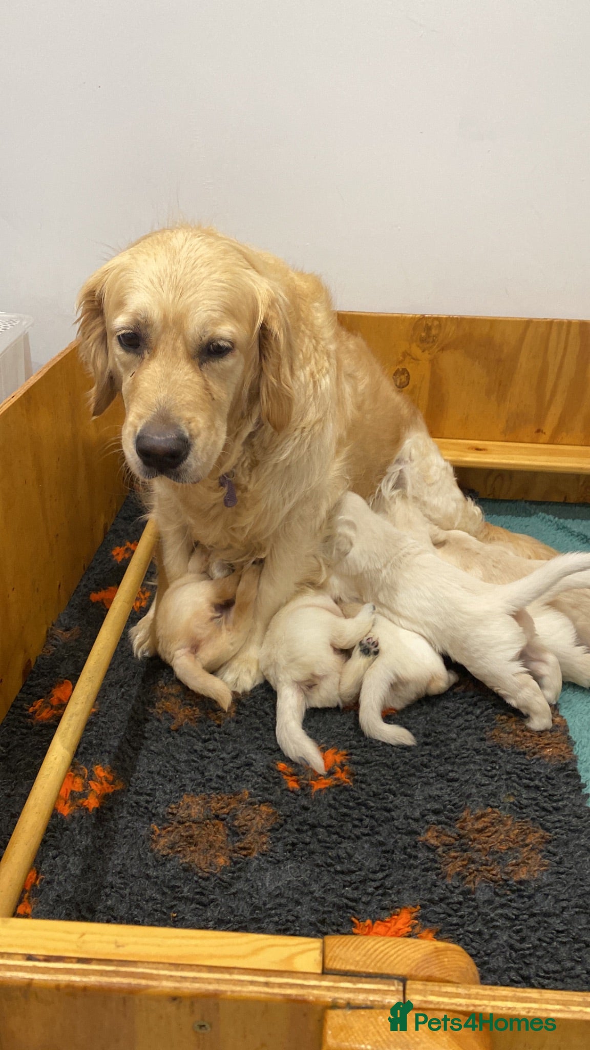 Golden Retriever dogs Golden Retriever - Advert 4