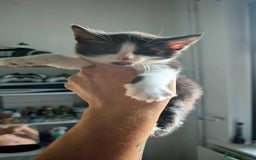 Mixed Breed cats for sale: 2 female kittens  - Image 9