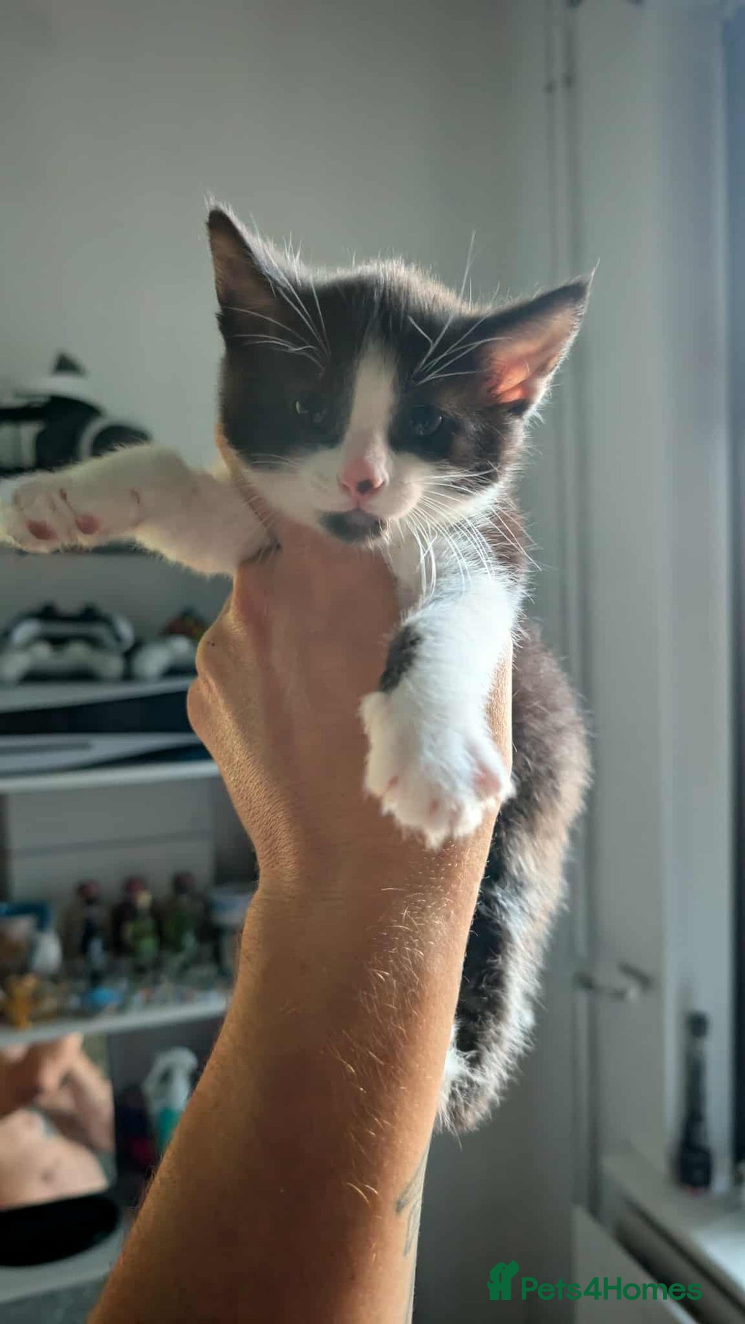 Mixed Breed cats for sale: 2 female kittens  - Image 9