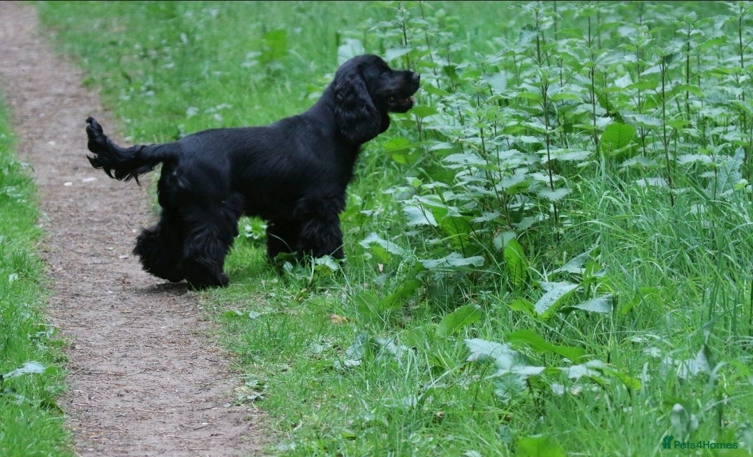Cocker Spaniel dogs Very beautiful rizi bizi breeding young bitch - Advert 2