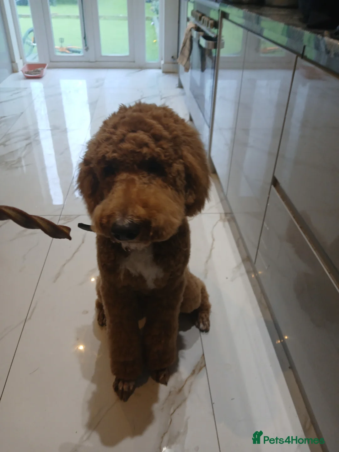 Standard Poodle dogs for sale: Standard poodle  - Advert 4