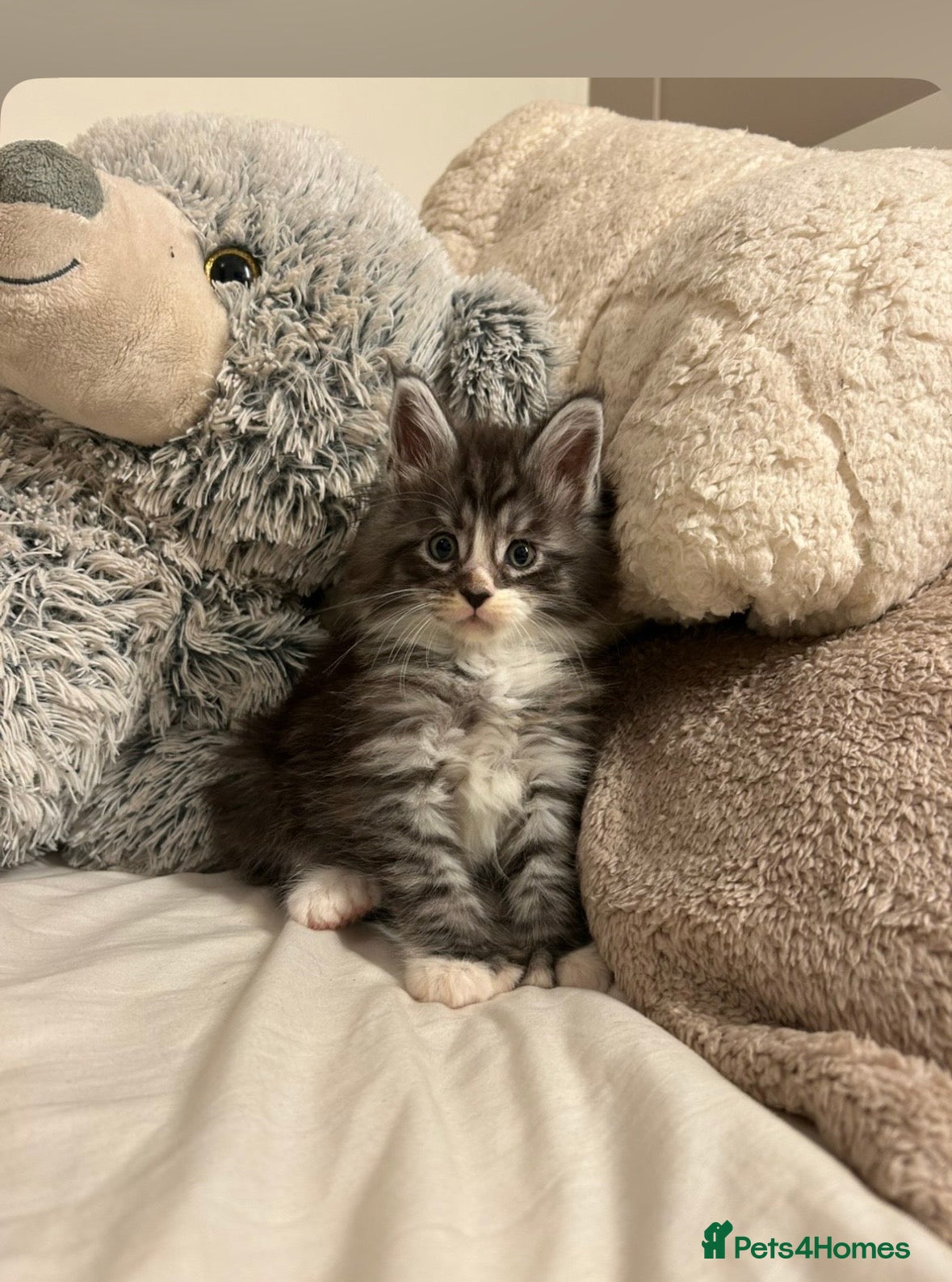 Maine Coon cats Stunning Maine coon cubs for sale  - Advert 1