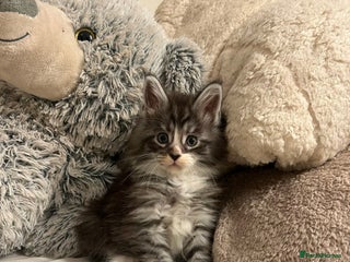 Maine Coon cats Stunning Maine coon cubs for sale - Advert 1