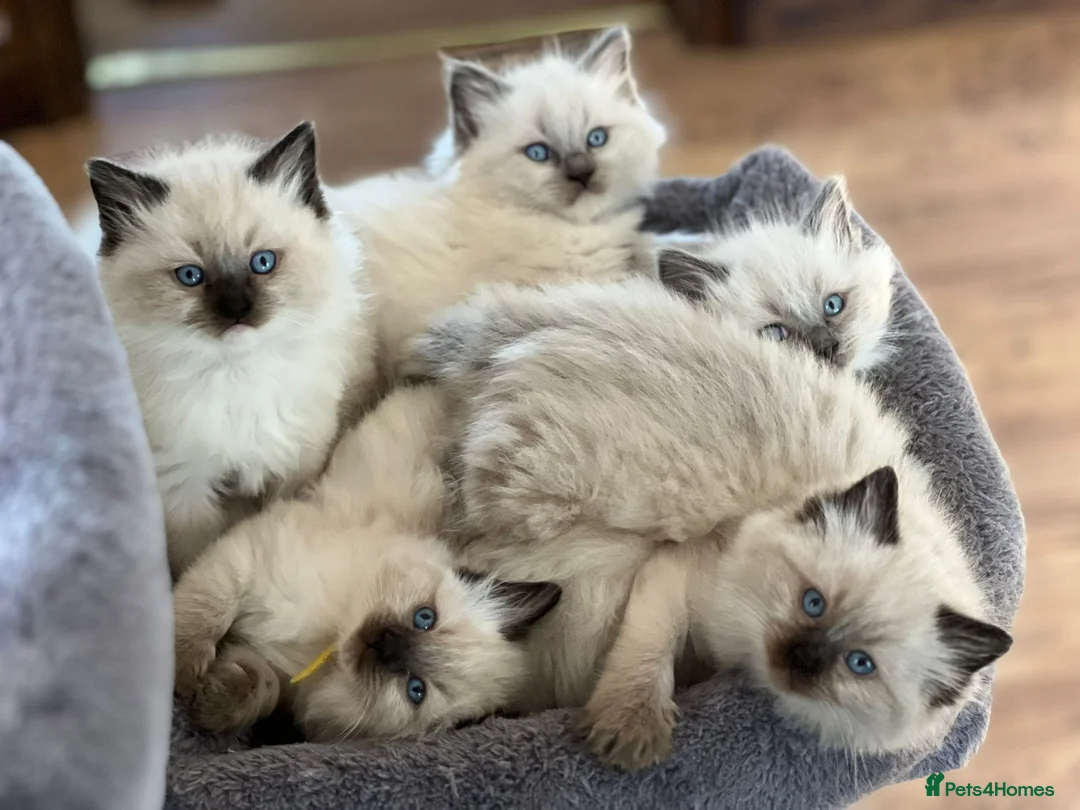 Ragdoll cats for sale: Ragdoll Kittens - Advert 5