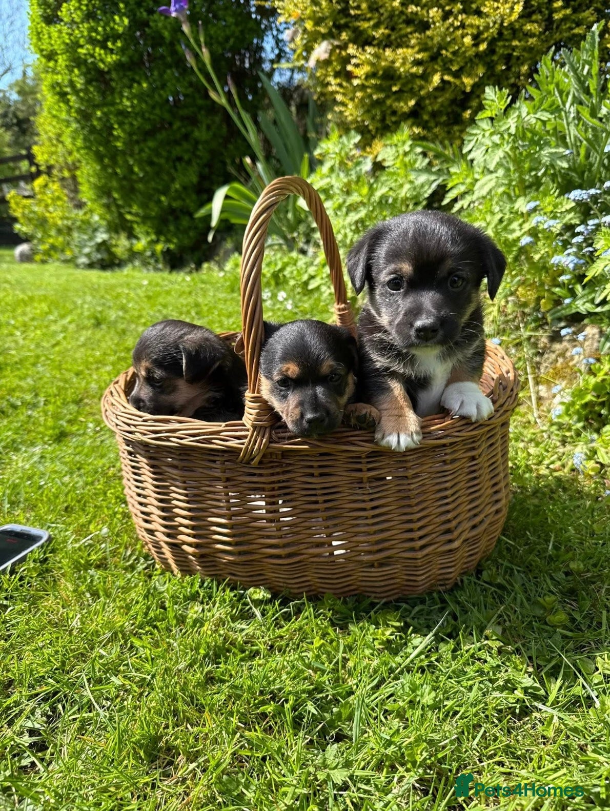 Jack Russell dogs for sale: Jack Russell puppies  - Advert 1