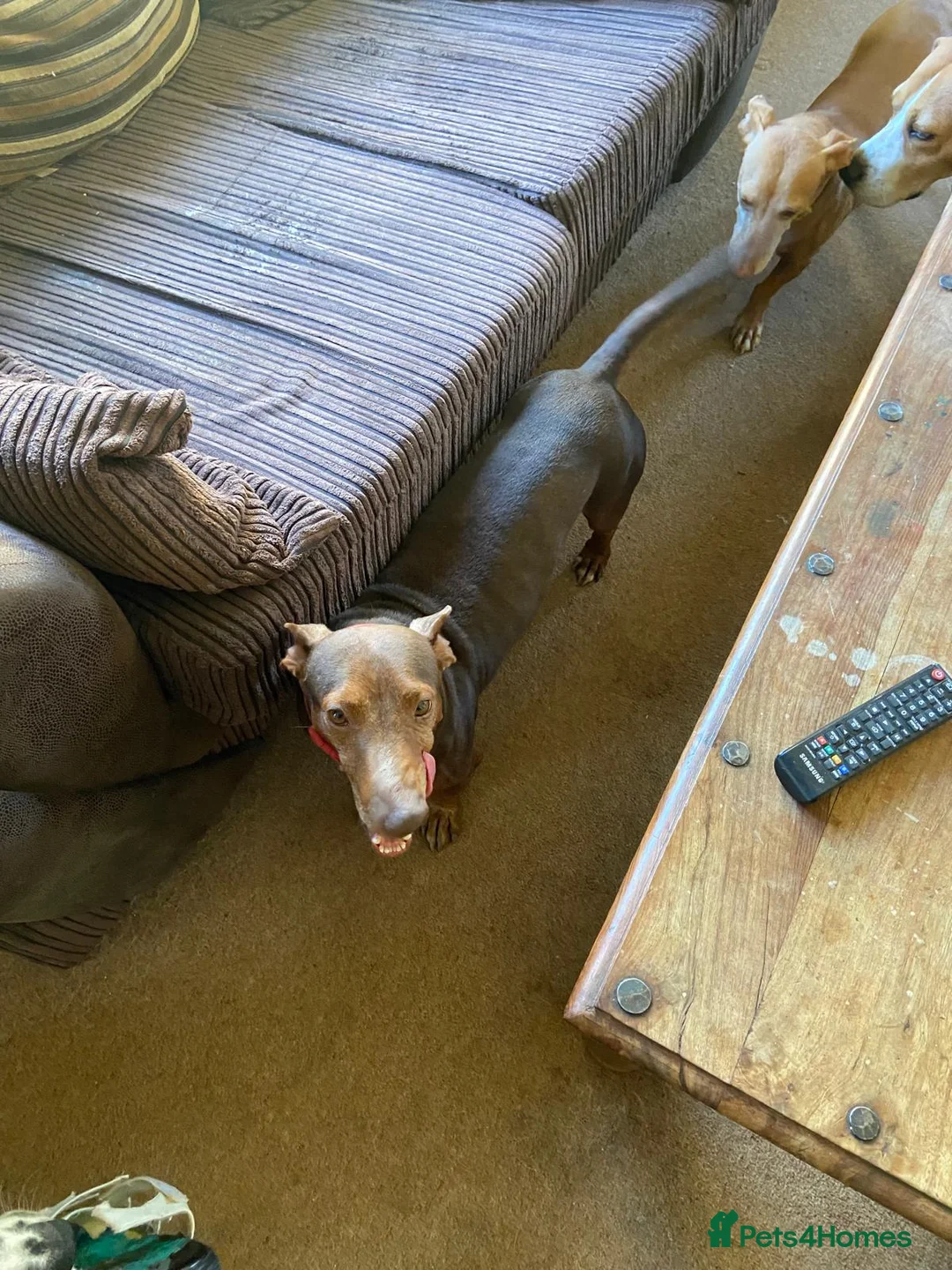 Portuguese Podengo dogs for sale: We have a PODENCHO male in Ripon - Advert 5