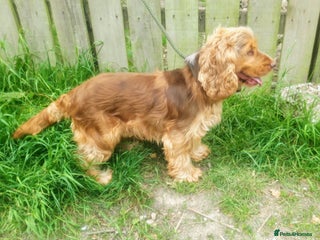 Cocker Spaniel dogs Cocker Spaniel Stud Available For Rehome - Advert 4