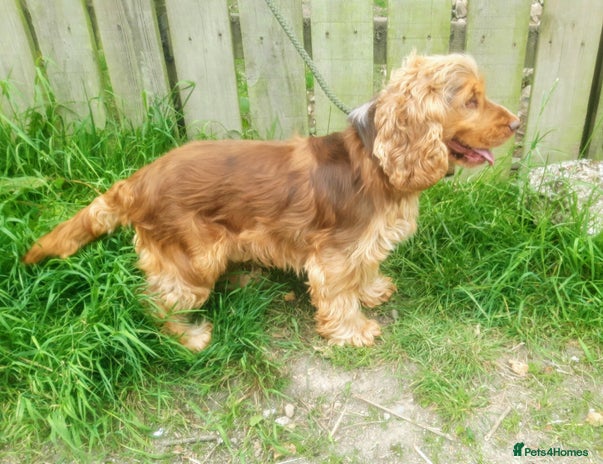 Cocker Spaniel dogs Cocker Spaniel Stud Available For Rehome - Advert 1