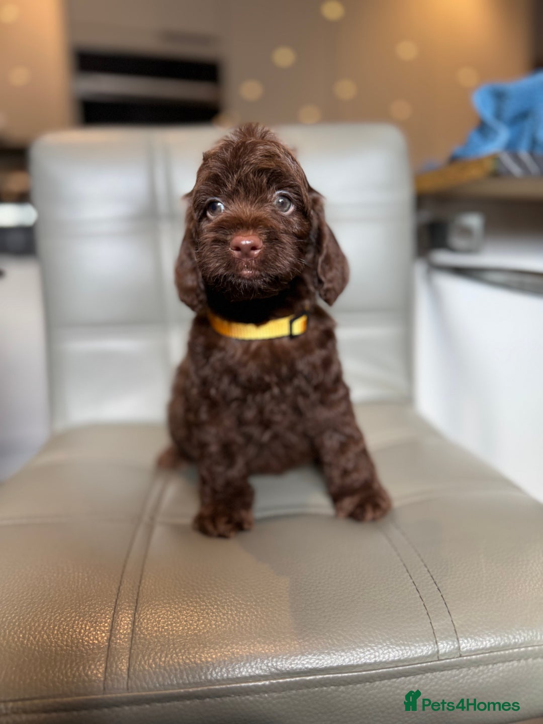 Cockapoo dogs for sale: *READY MONDAY* girls F1 CHOCOLATE DNA CLEAR  - Image 11