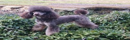 Poodle dogs for stud: HEALTH TESTED CHOCOLATE PHANTOM POODLE STUD in Todmorden - Advert 13