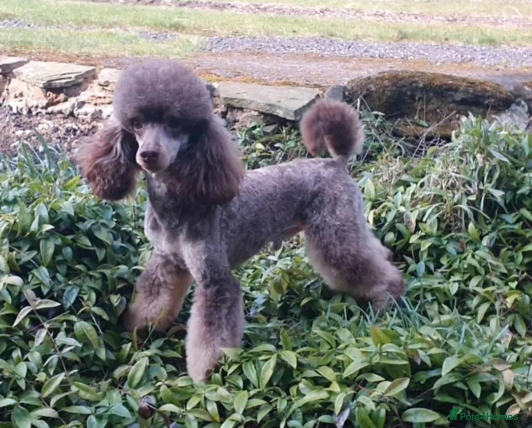 Poodle dogs for stud: HEALTH TESTED CHOCOLATE PHANTOM POODLE STUD in Todmorden - Advert 13