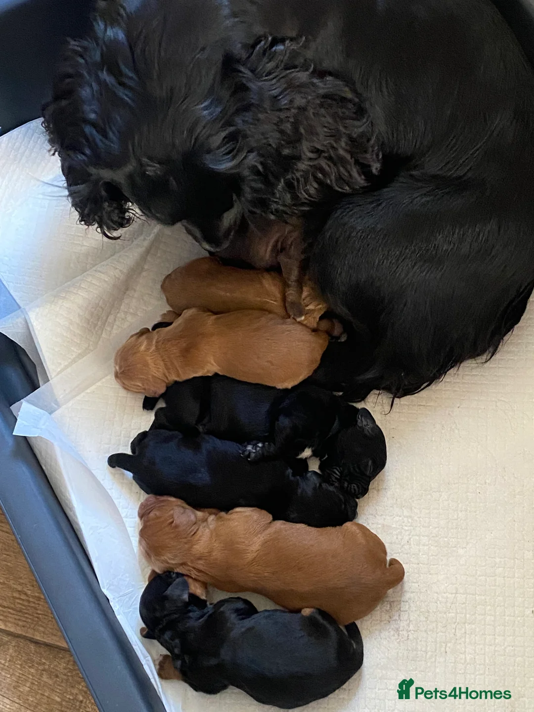 Cocker Spaniel dogs for sale: KC REGISTERED WORKING COCKER SPANIEL PUPPIES  - Advert 11