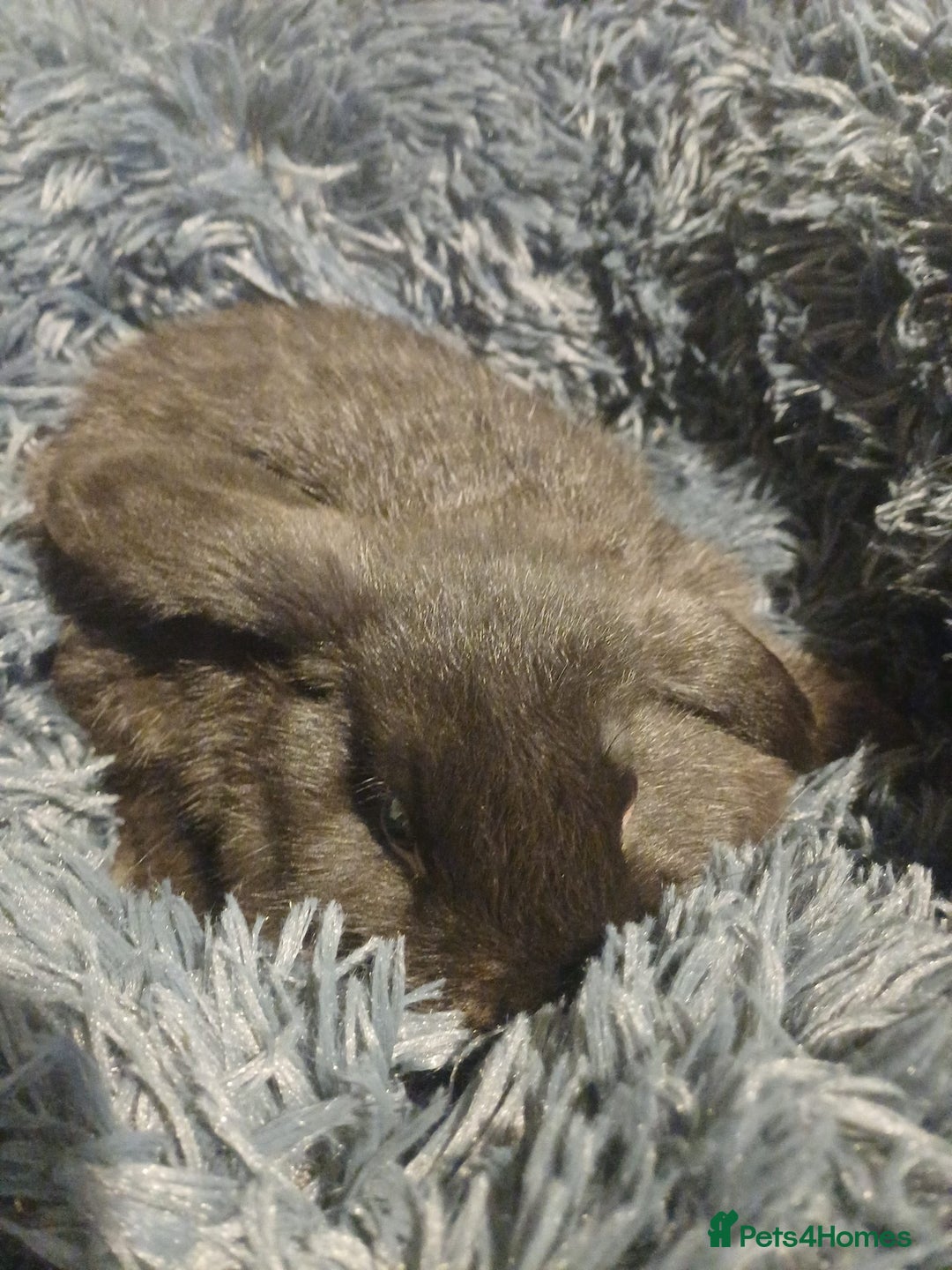 English Lop rabbits for sale: 2 male lop eared rabbits - Advert 6