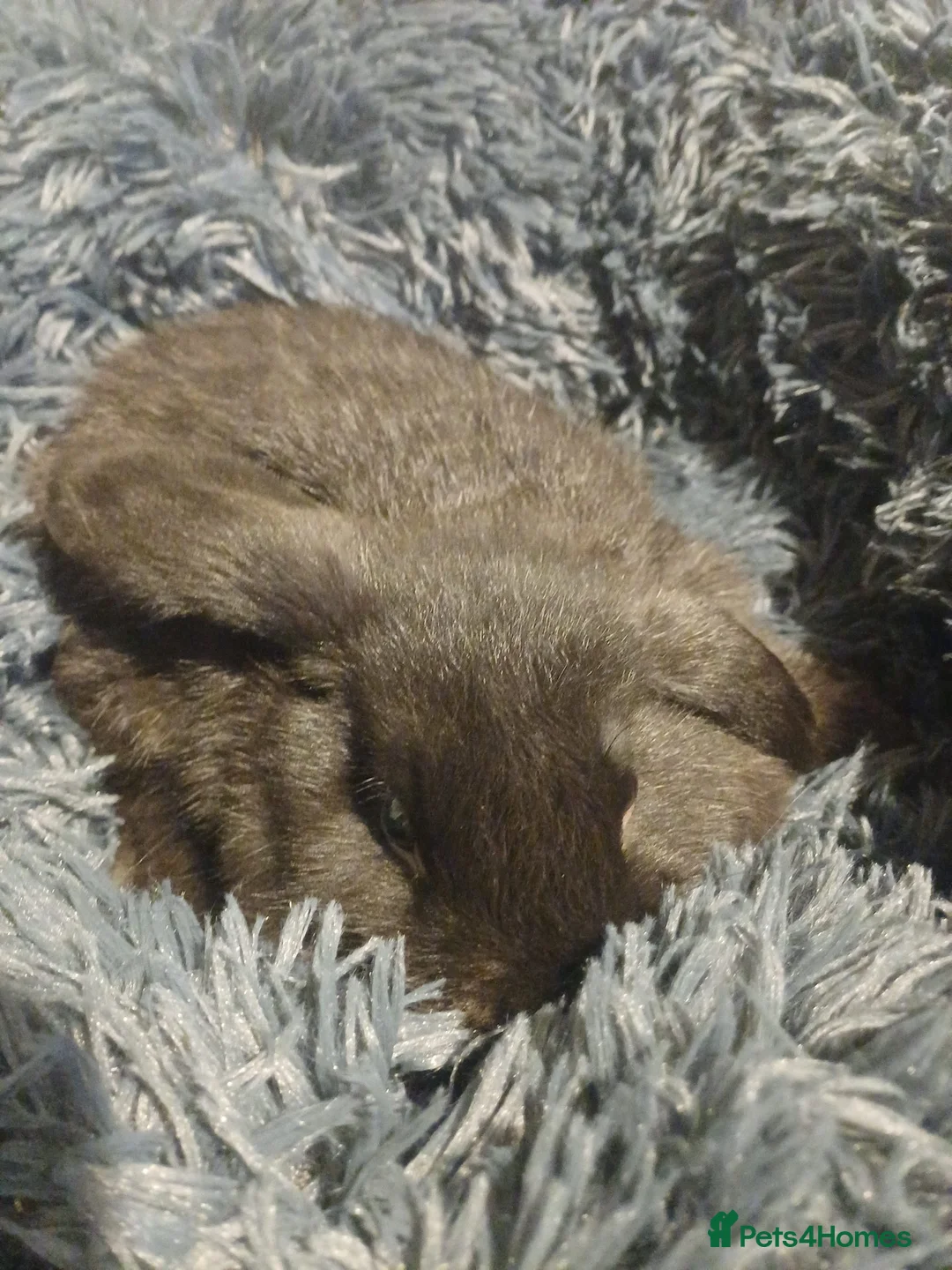 English Lop rabbits for sale: 2 male lop eared rabbits - Advert 6