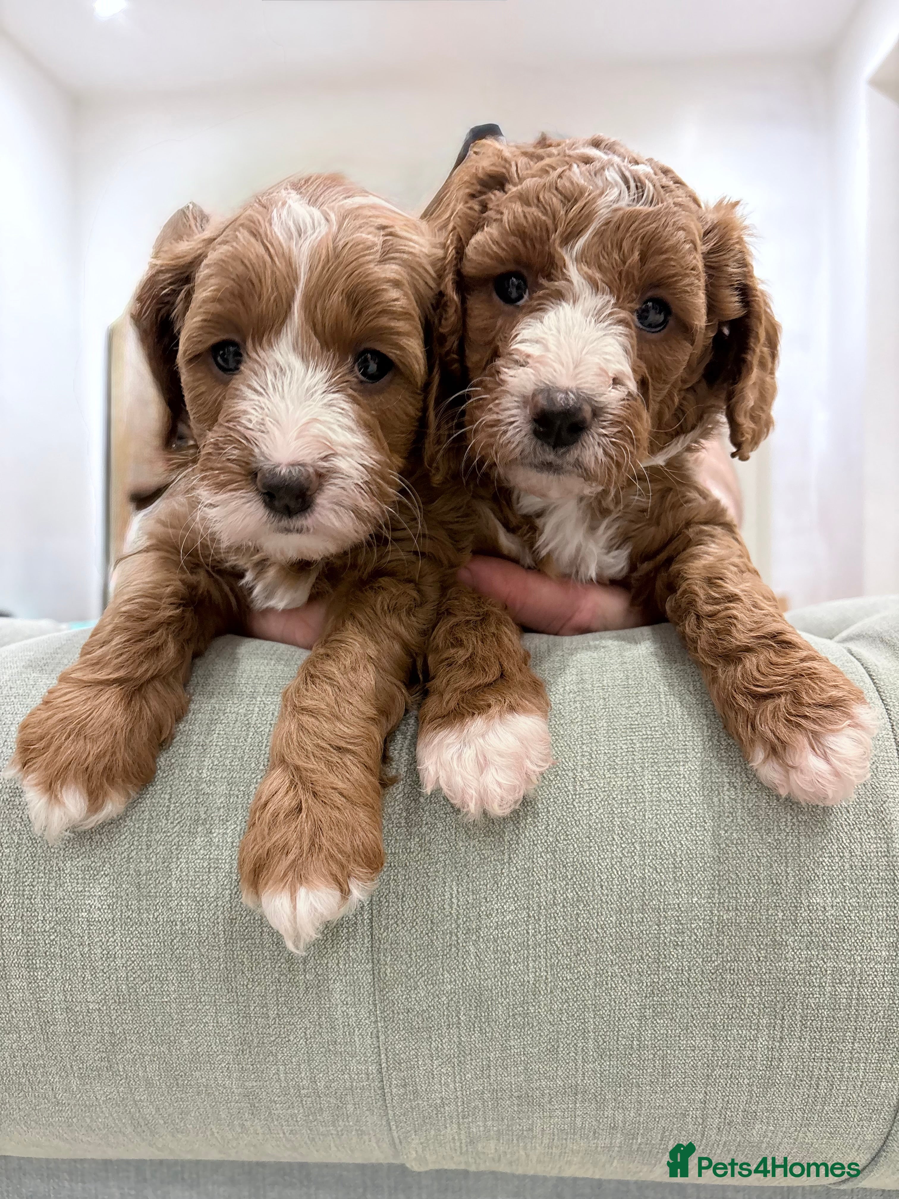 Cavapoo dogs FINAL 2 FOX RED F1b CAVAPOO GIRLS AVAILABLE - Advert 6