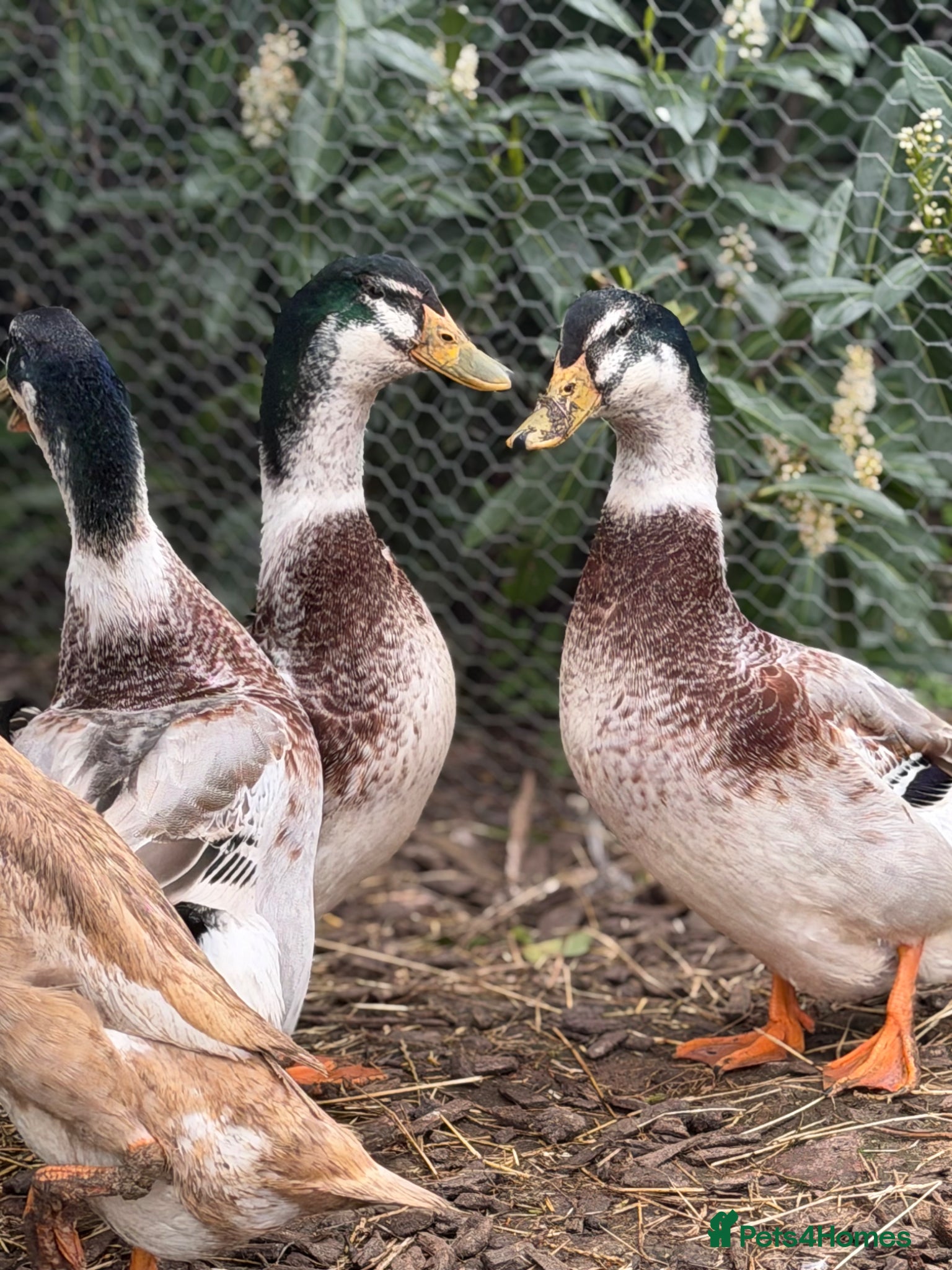 Waterfowl poultry 3 free male silver apple yard ducks - Advert 1