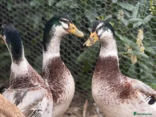 Waterfowl poultry 3 free male silver apple yard ducks - Advert 6