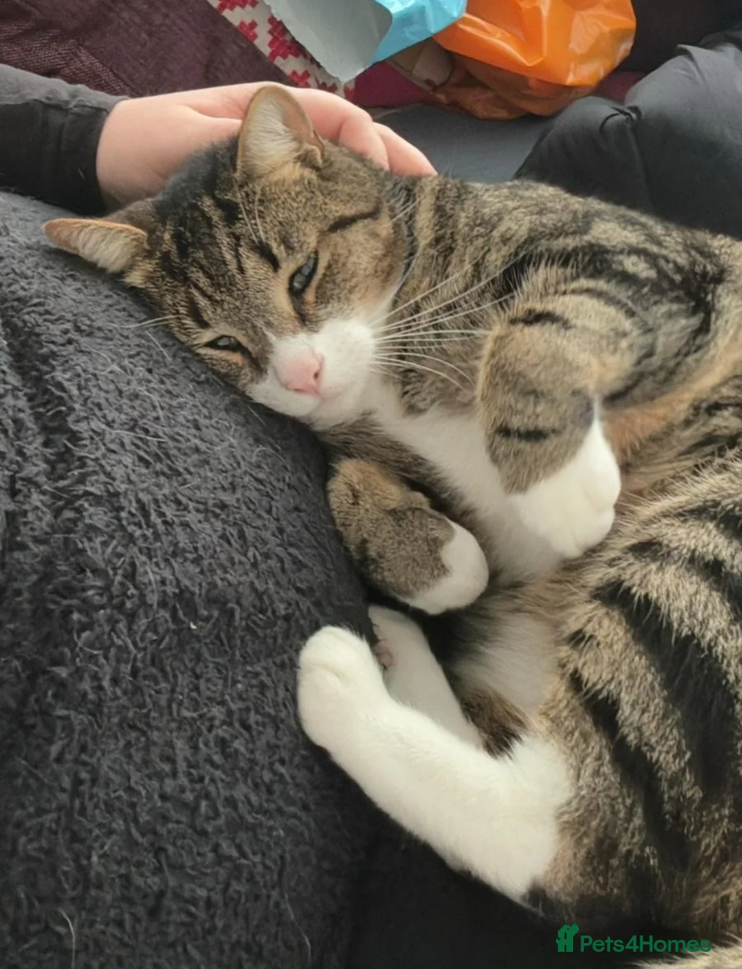 Mixed Breed cats for sale: Male Tabby Cat - Advert 5